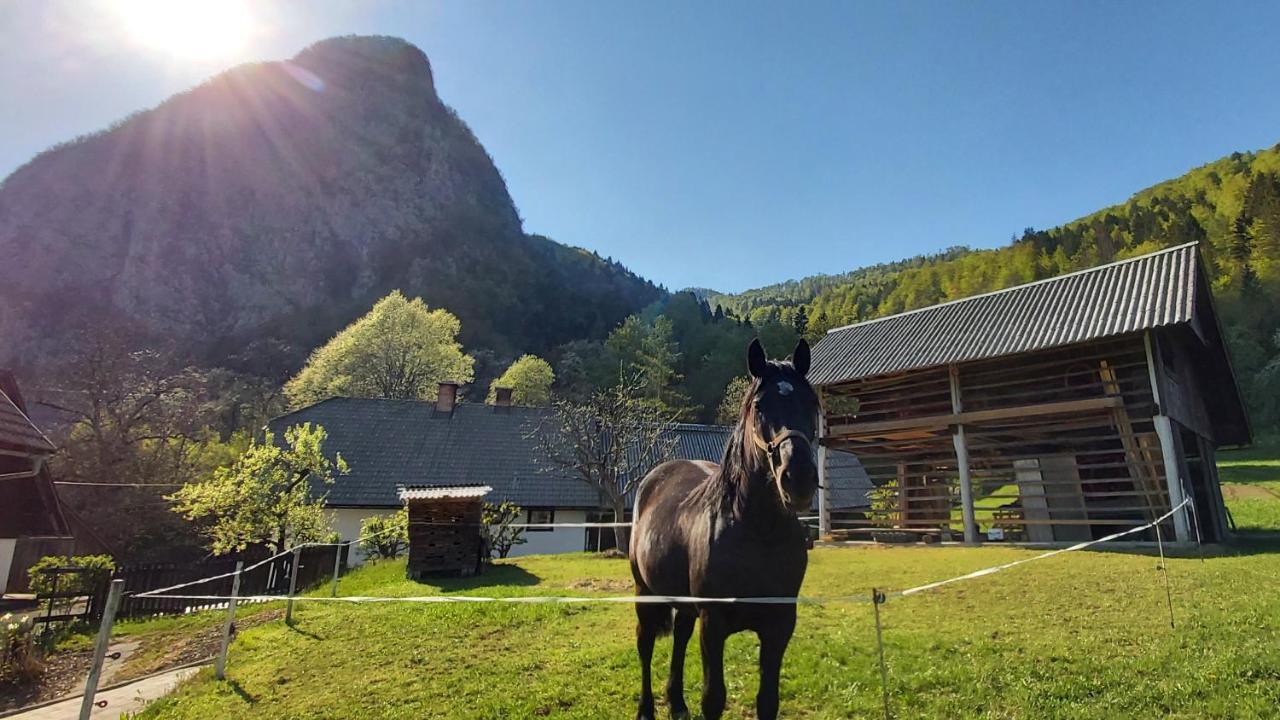 Apartmaji Pekovec Bohinji-tó Kültér fotó